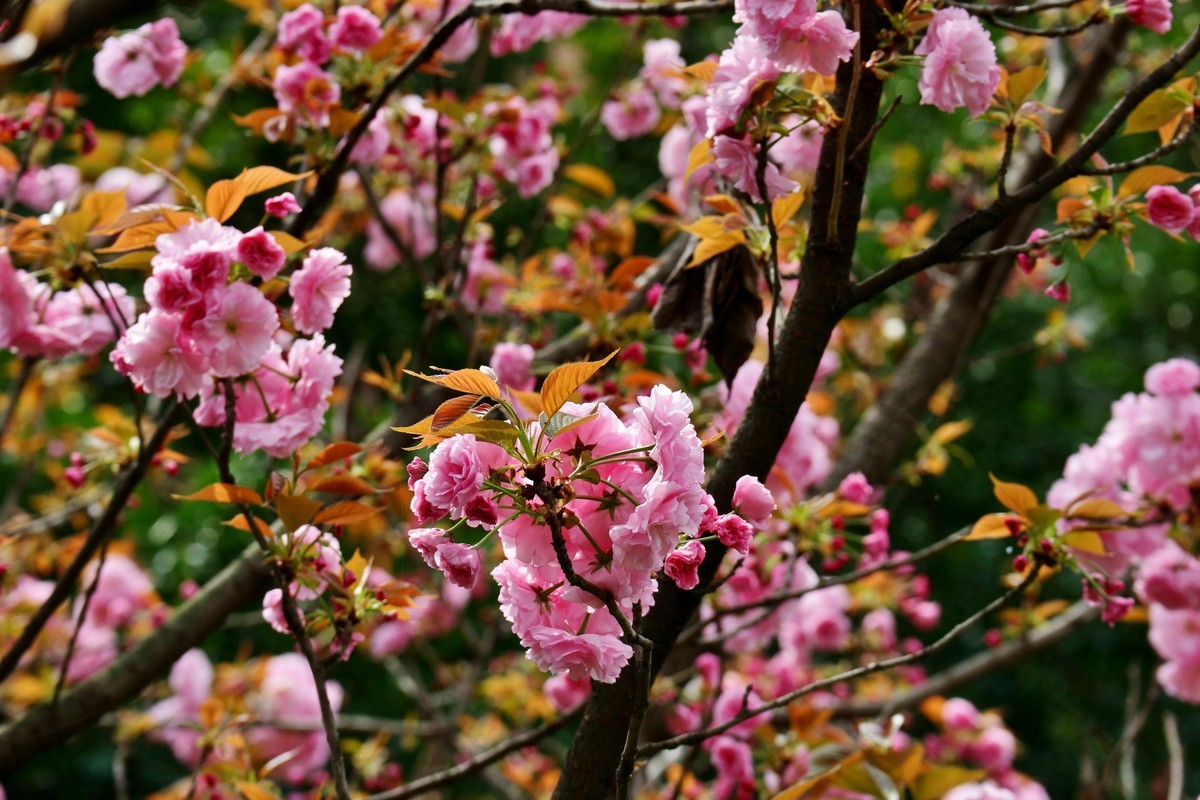 笔尖扫尽痴云，歌声唤醒芳春。花担安排酒樽。