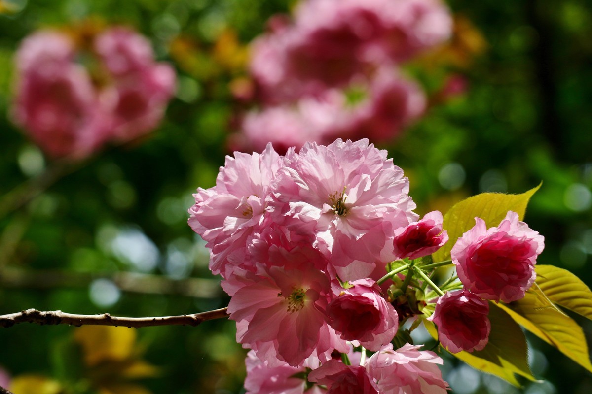 笔尖扫尽痴云，歌声唤醒芳春。花担安排酒樽。