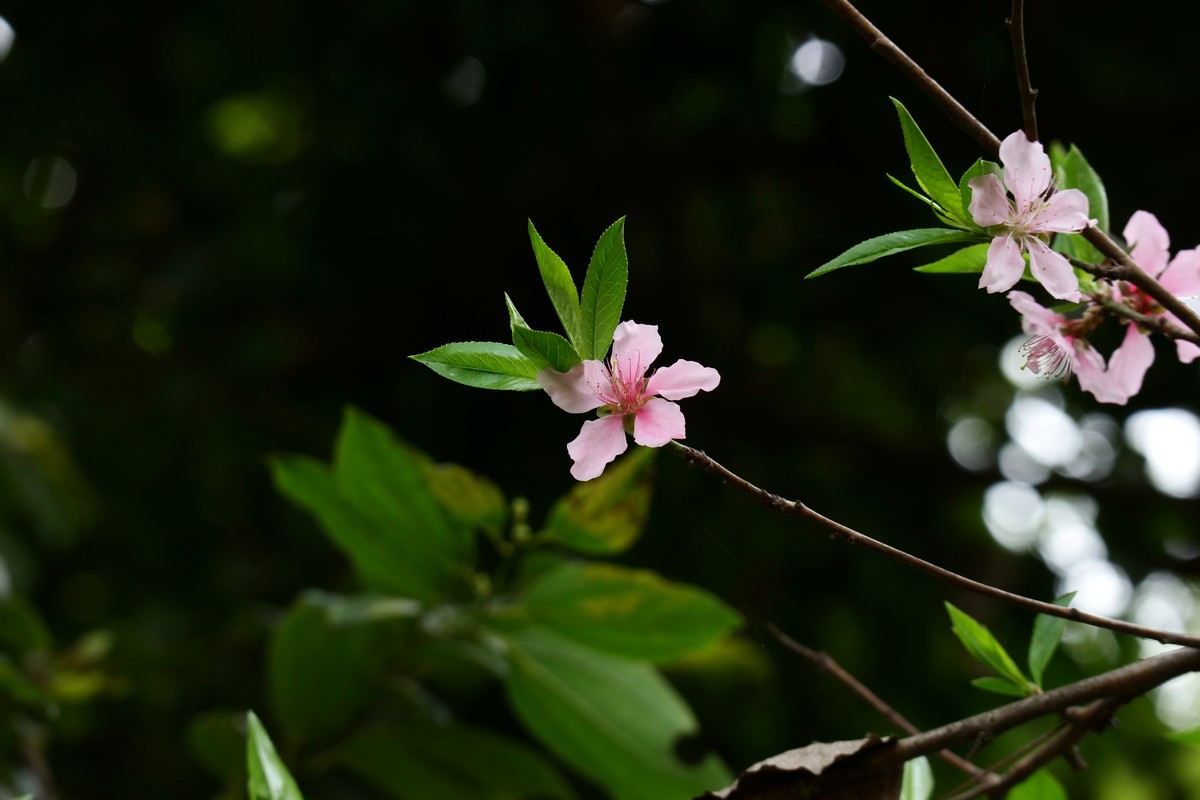笔尖扫尽痴云，歌声唤醒芳春。花担安排酒樽。