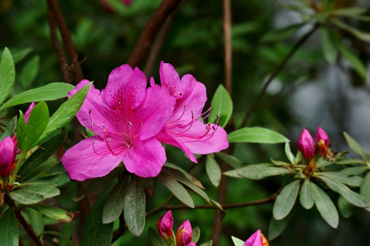 笔尖扫尽痴云，歌声唤醒芳春。花担安排酒樽。