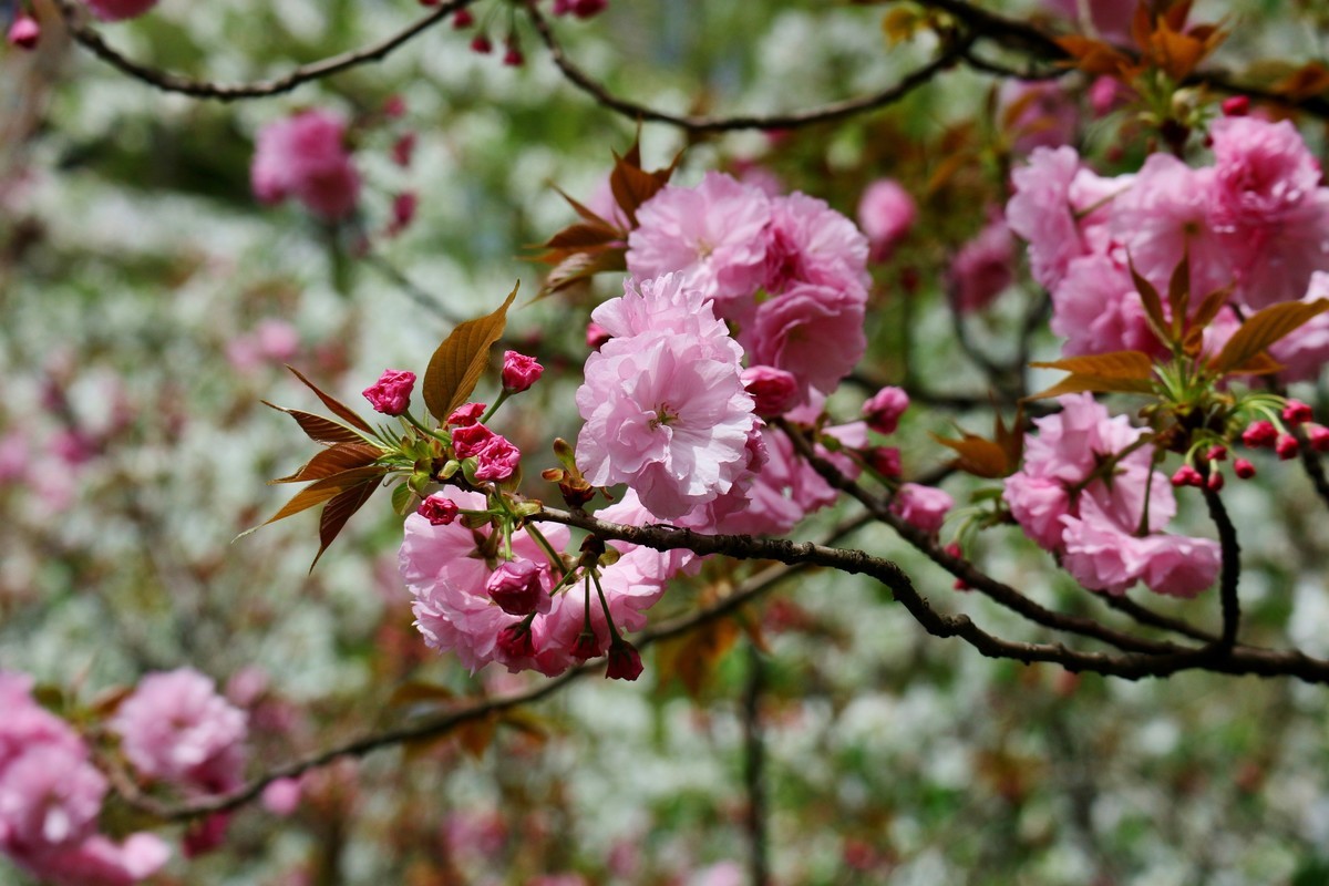 笔尖扫尽痴云，歌声唤醒芳春。花担安排酒樽。