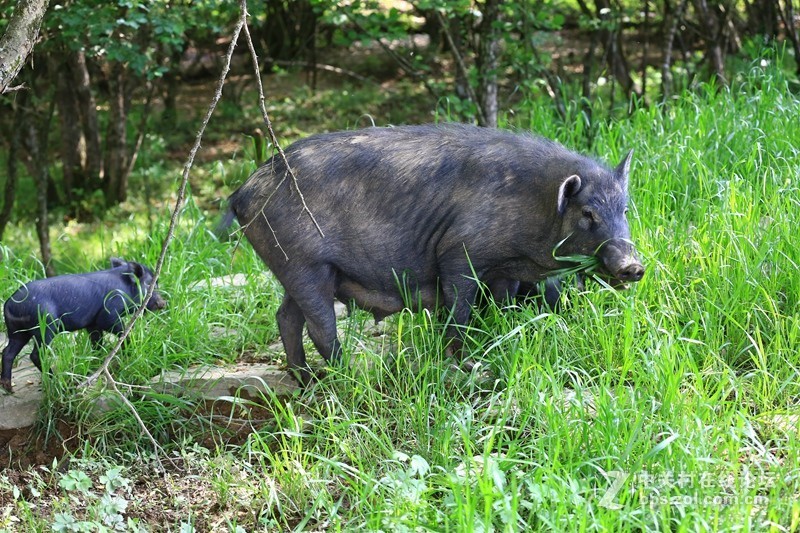 大九湖散养的黑猪