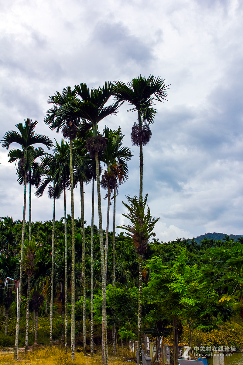 海南岛的槟榔树