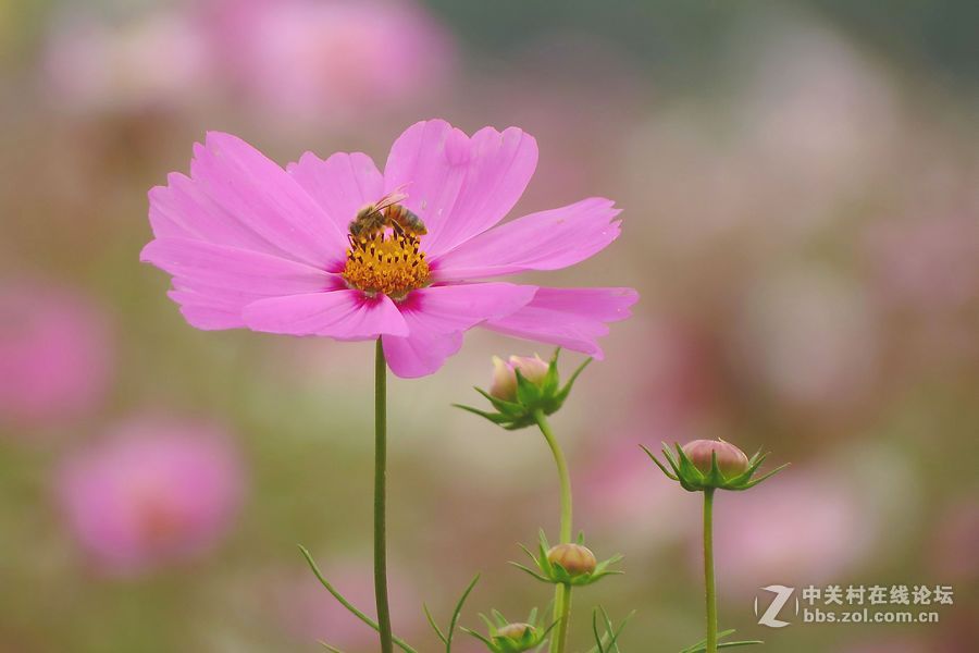 (原创）一组格桑花
