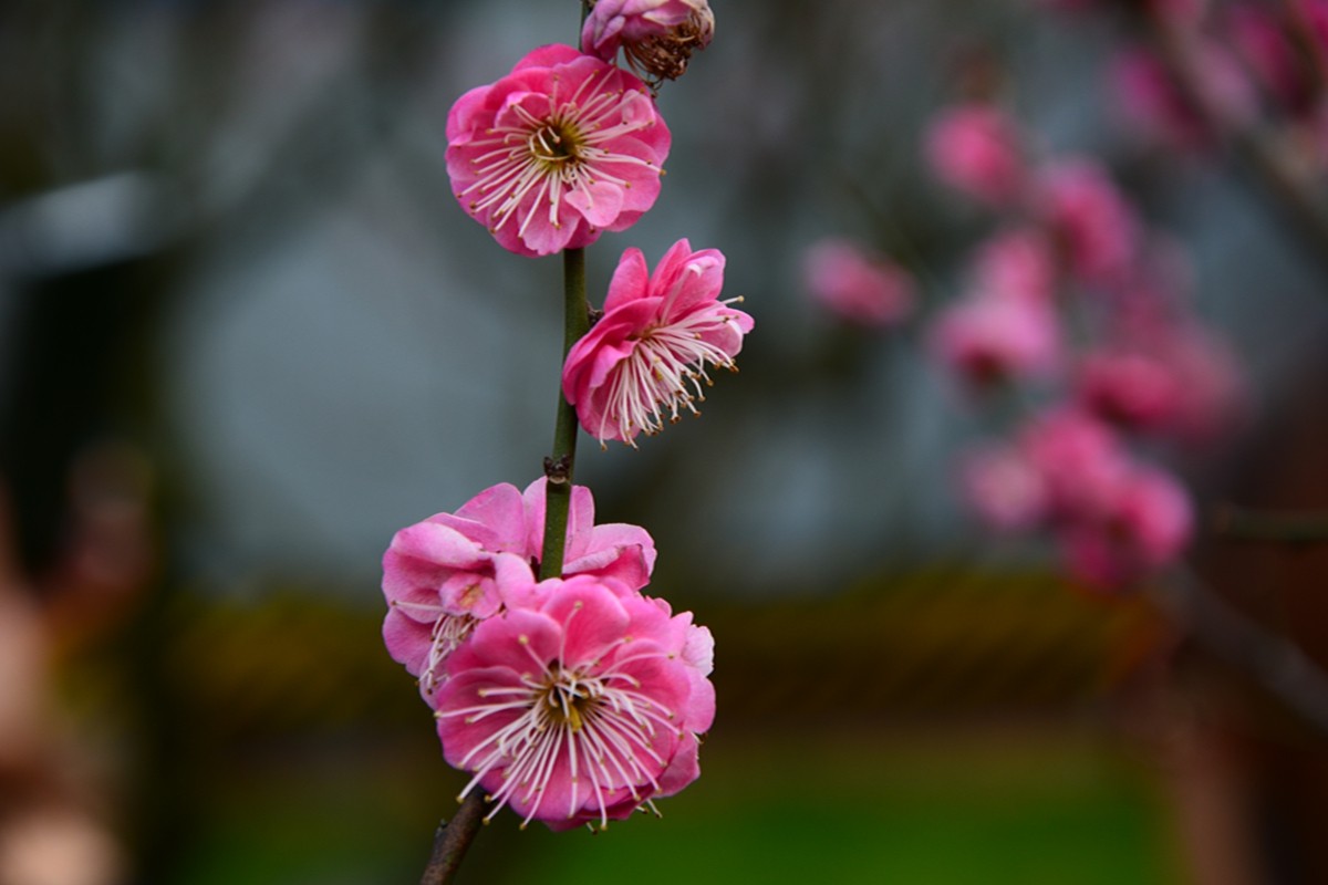 梅花。
