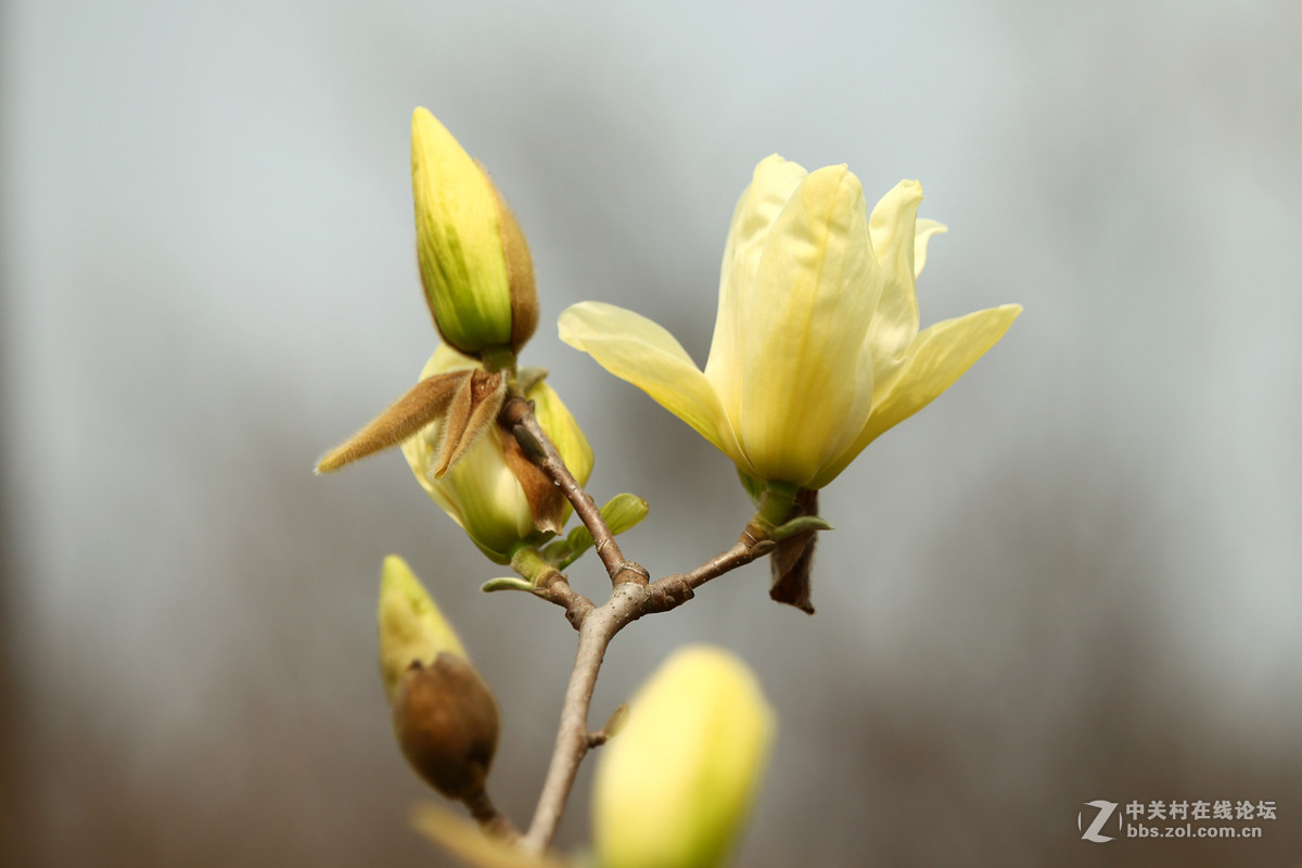 姹紫嫣红四月天