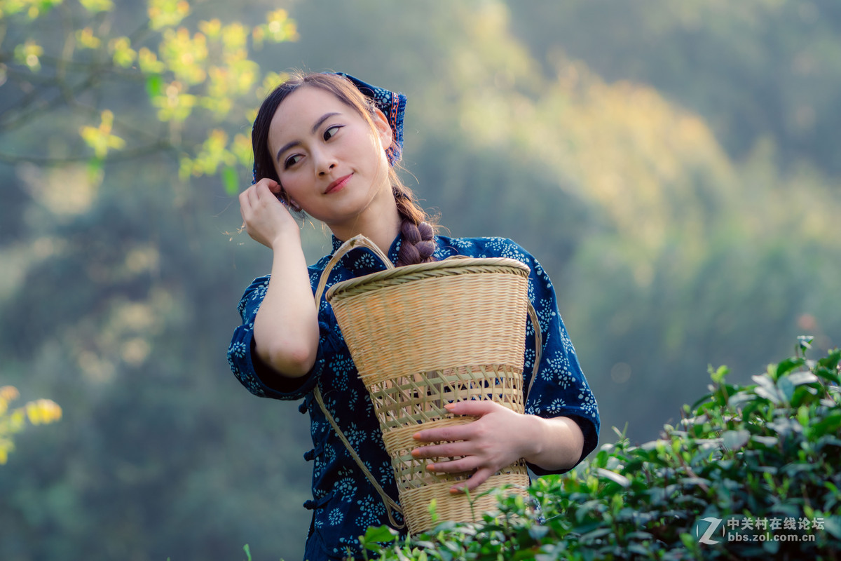 新竹揹簍採茶女俏影麗容賽繁花