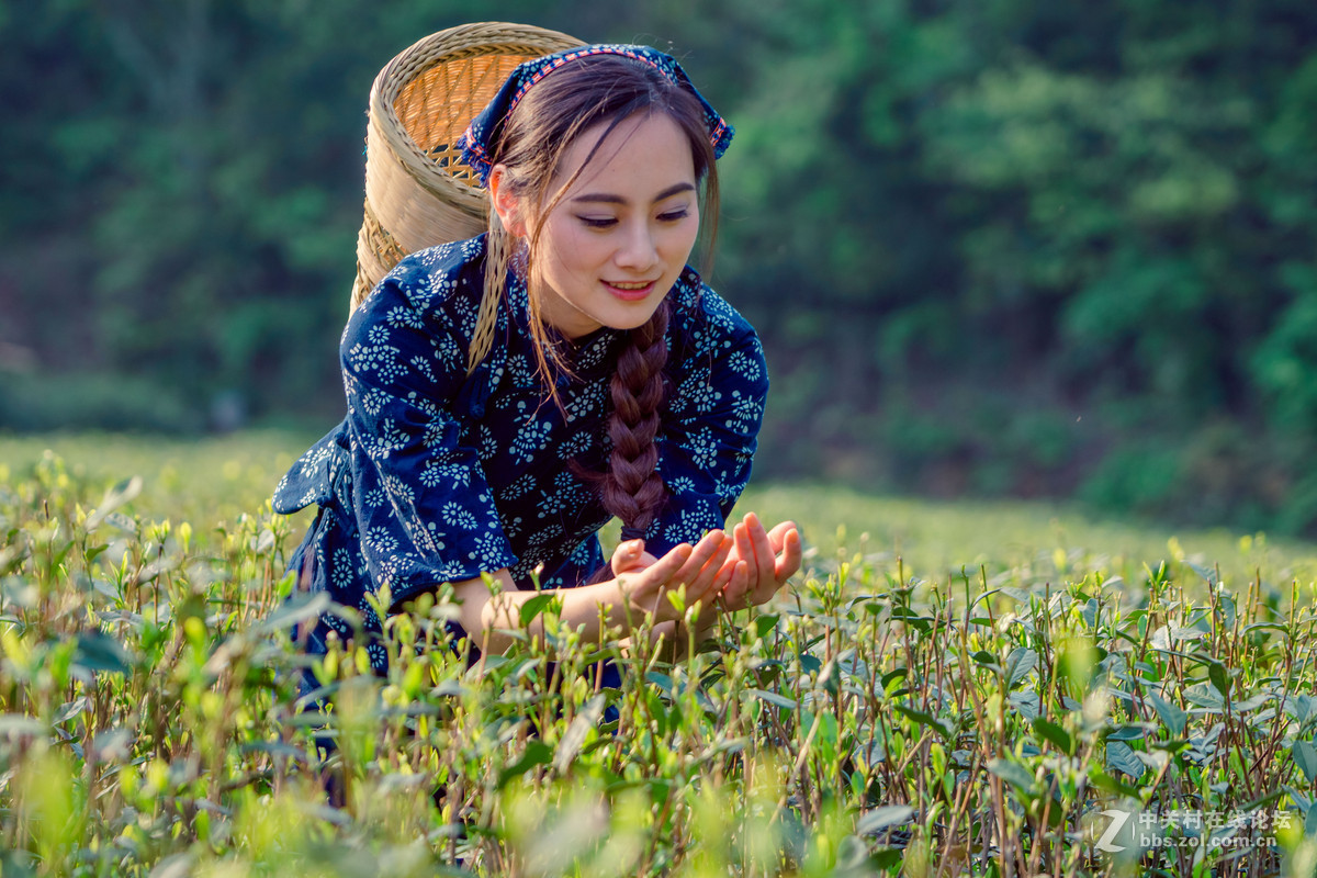 新竹背篓采茶女俏影丽容赛繁花