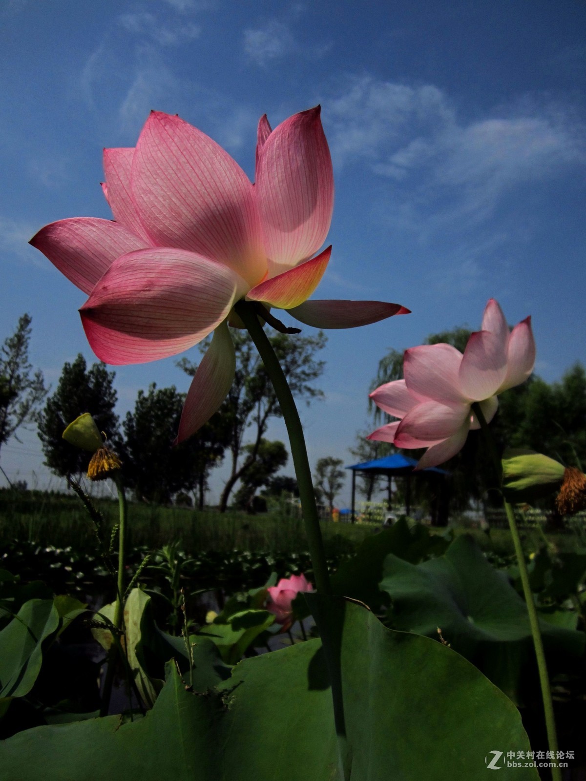 昨日薰衣草庄园拍荷花