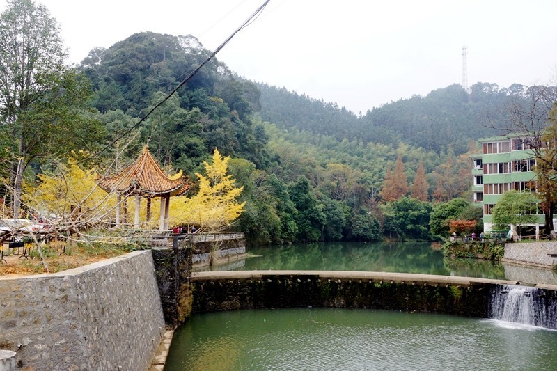 广东韶关南雄银杏