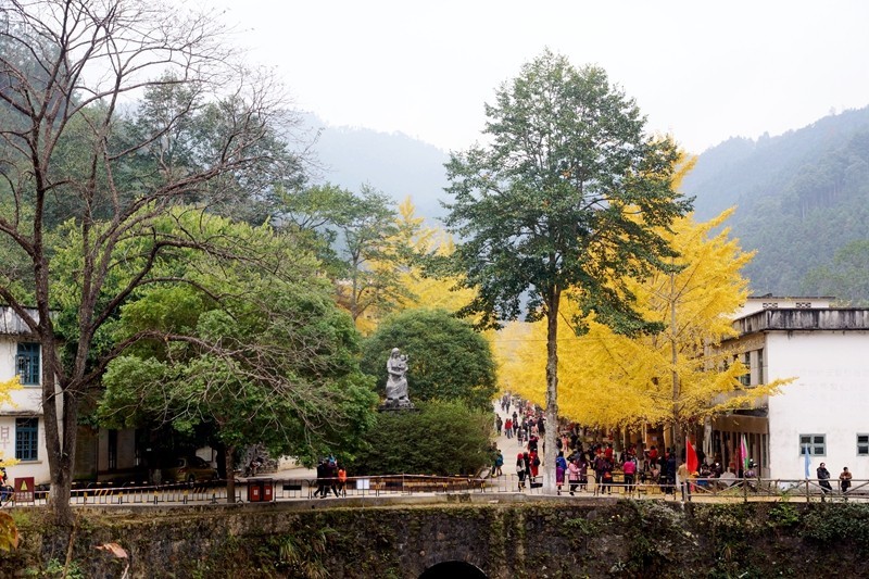 广东韶关南雄银杏