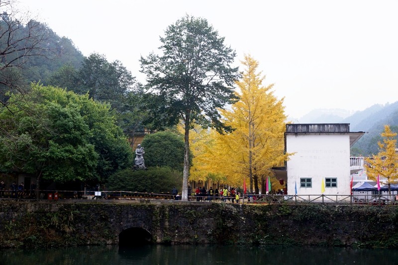 广东韶关南雄银杏