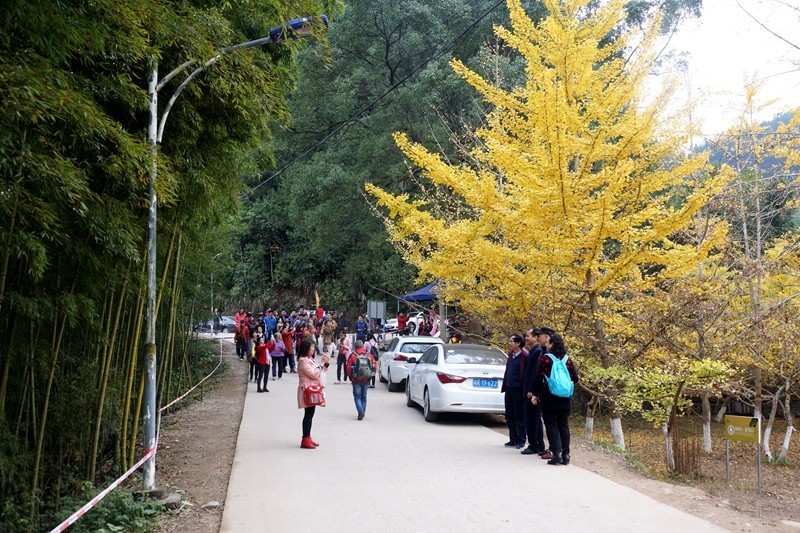 广东韶关南雄银杏