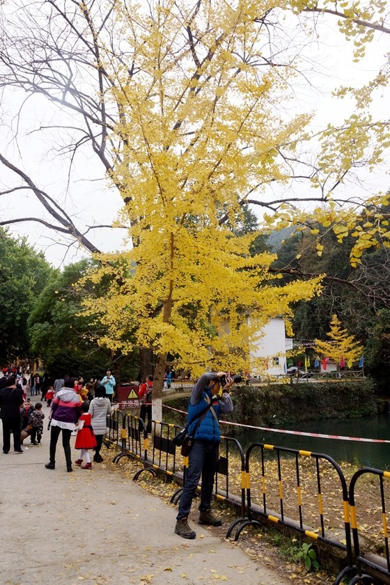 广东韶关南雄银杏