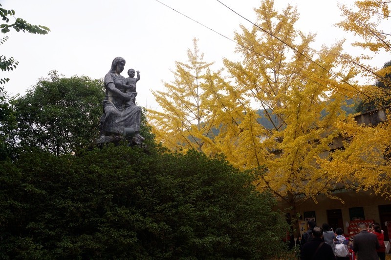 广东韶关南雄银杏