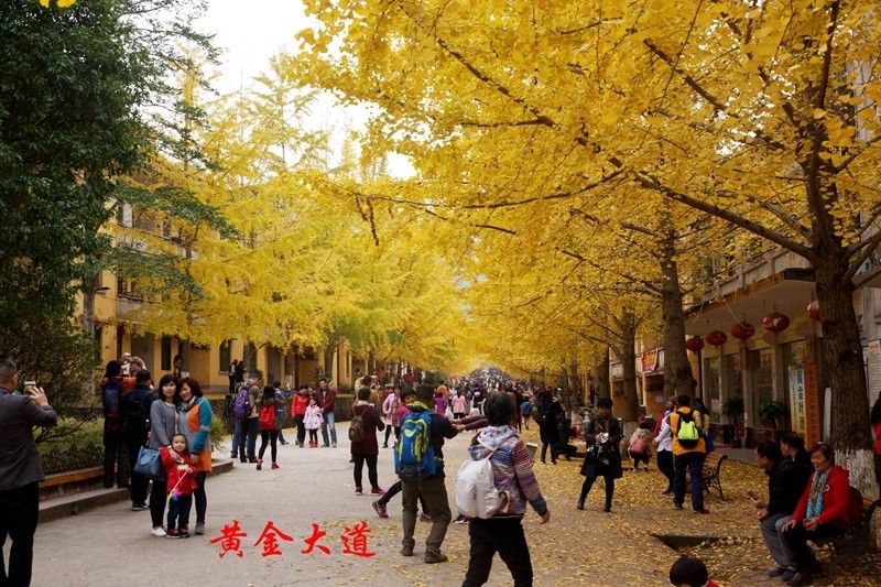 广东韶关南雄银杏