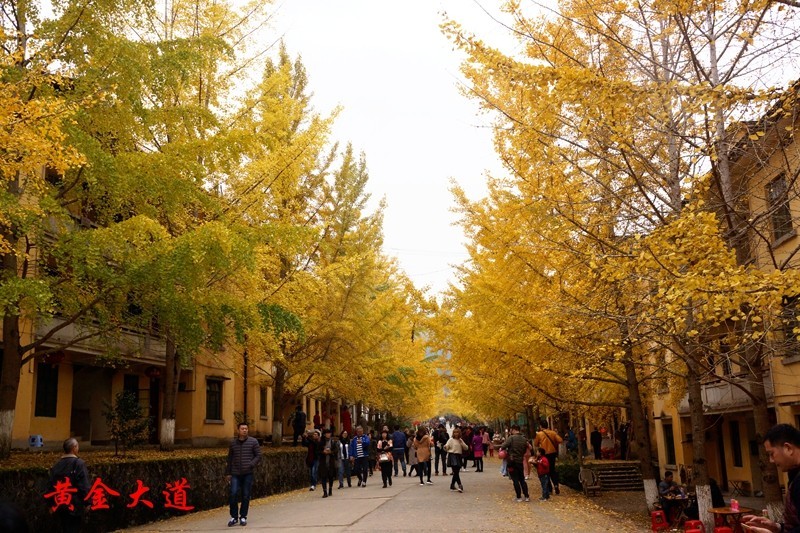 广东韶关南雄银杏