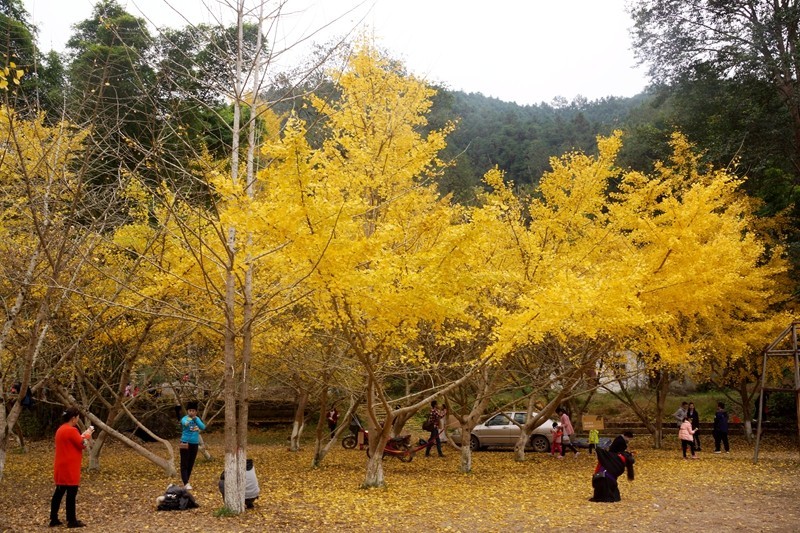 广东韶关南雄银杏