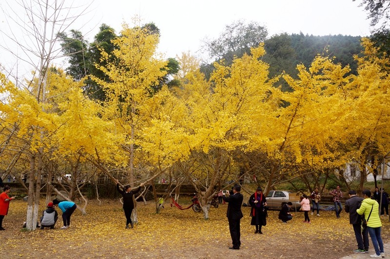 广东韶关南雄银杏