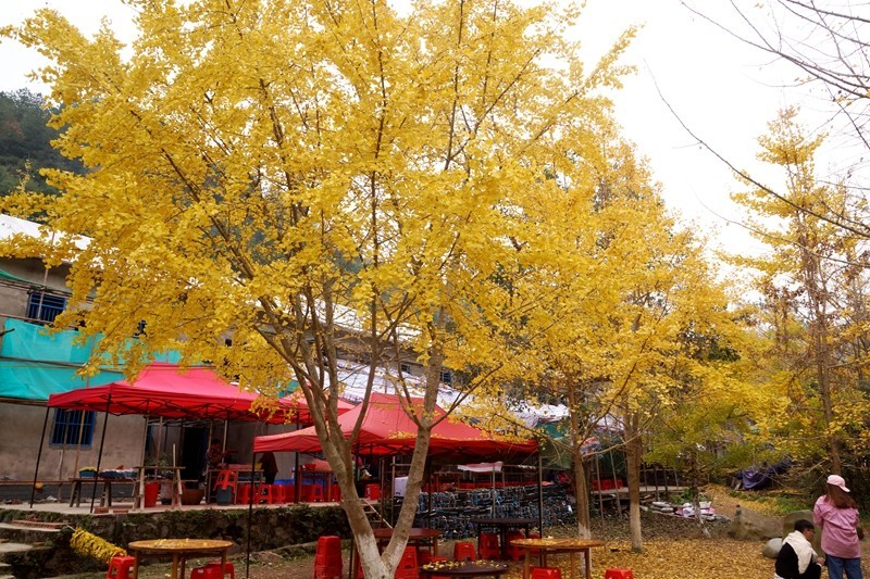 广东韶关南雄银杏