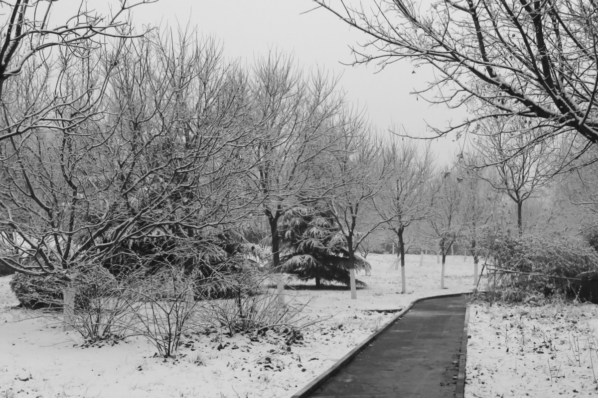 校园雪松