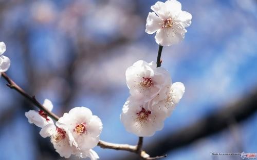 #佳能月赛-行走的印记#圣洁的白