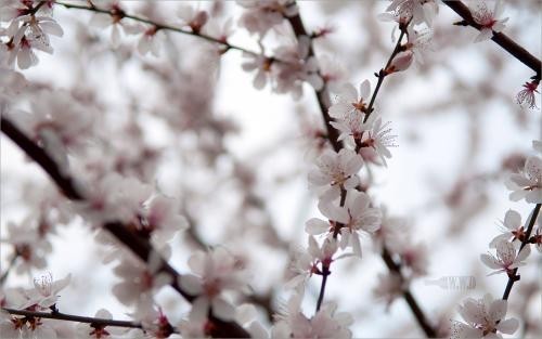 #佳能月赛-行走的印记#圣洁的白