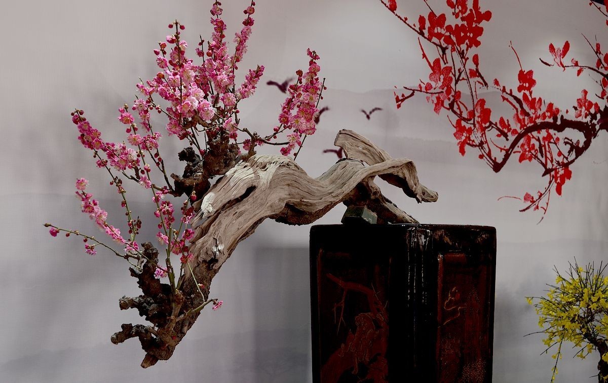 颐和园梅展 ------- 盆    景