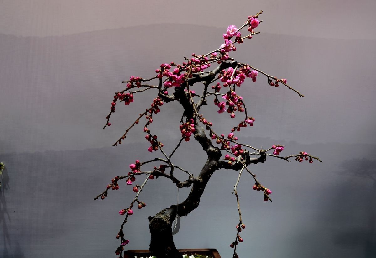 颐和园梅展 ------- 盆    景
