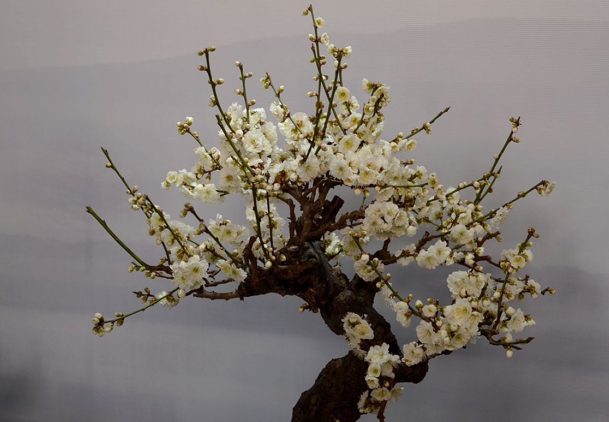 颐和园梅展 ------- 盆    景