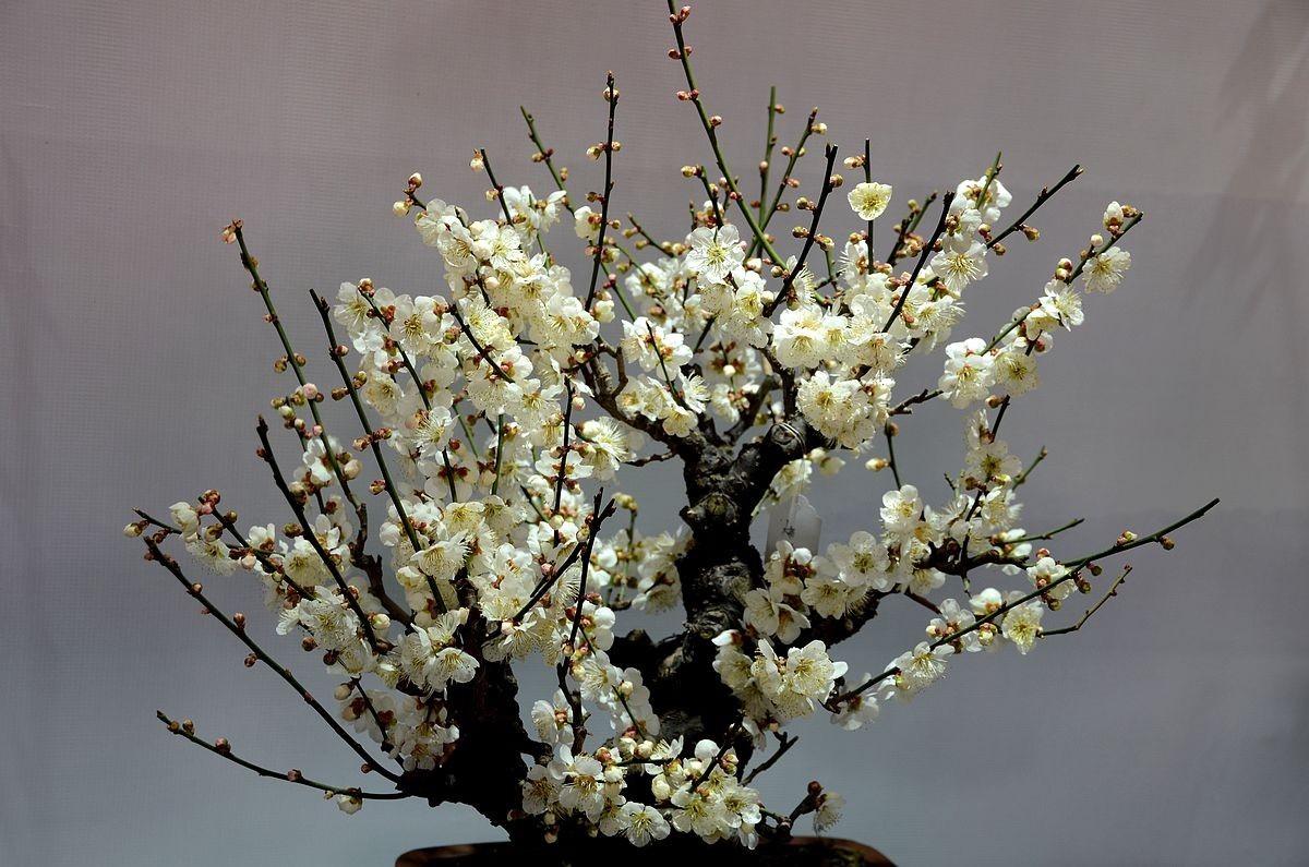 颐和园梅展 ------- 盆    景