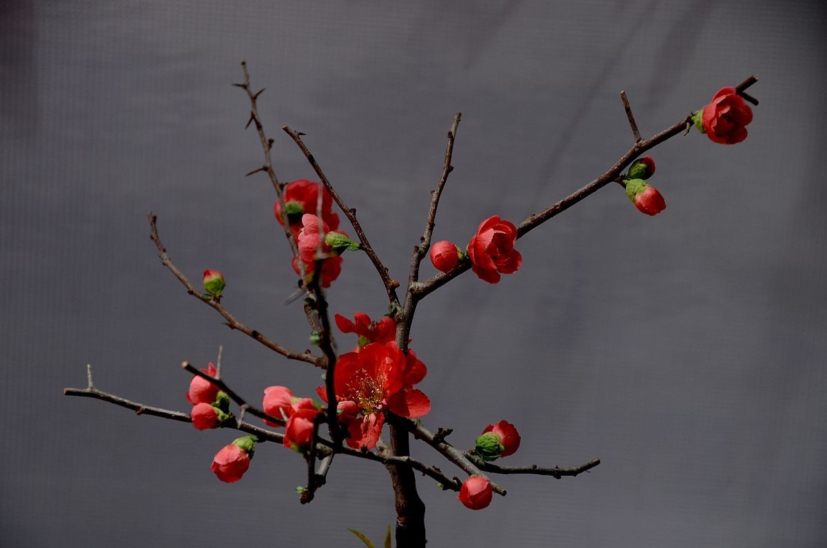 颐和园梅展 ------- 盆    景