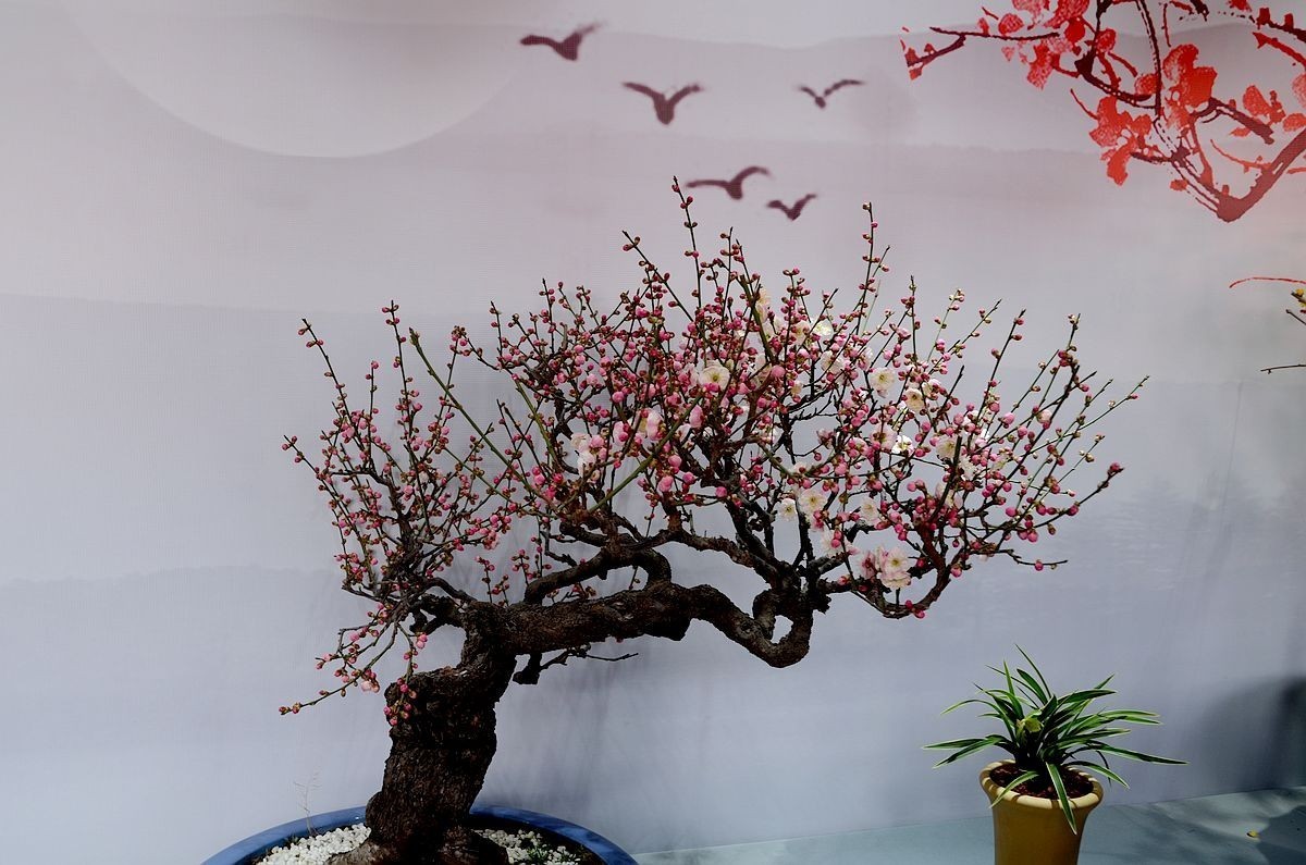 颐和园梅展 ------- 盆    景