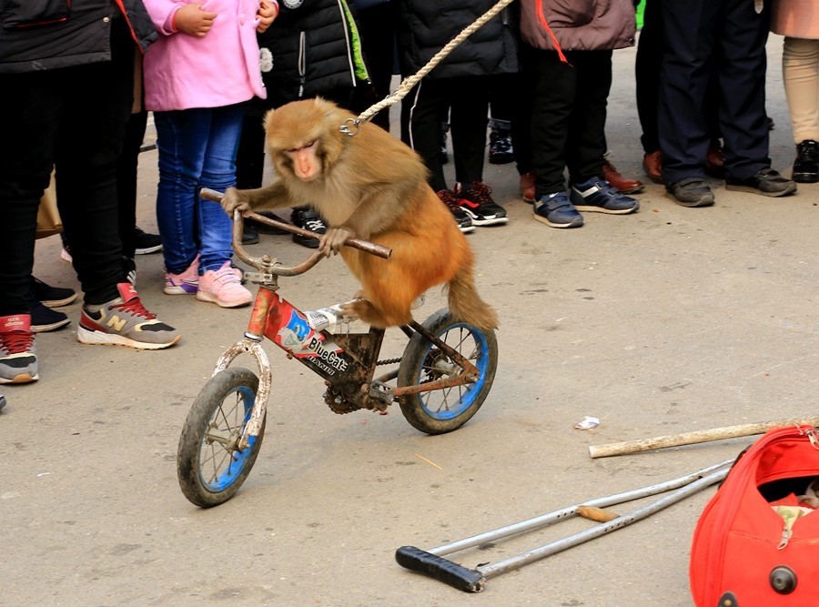 春节庙会上的耍猴戏