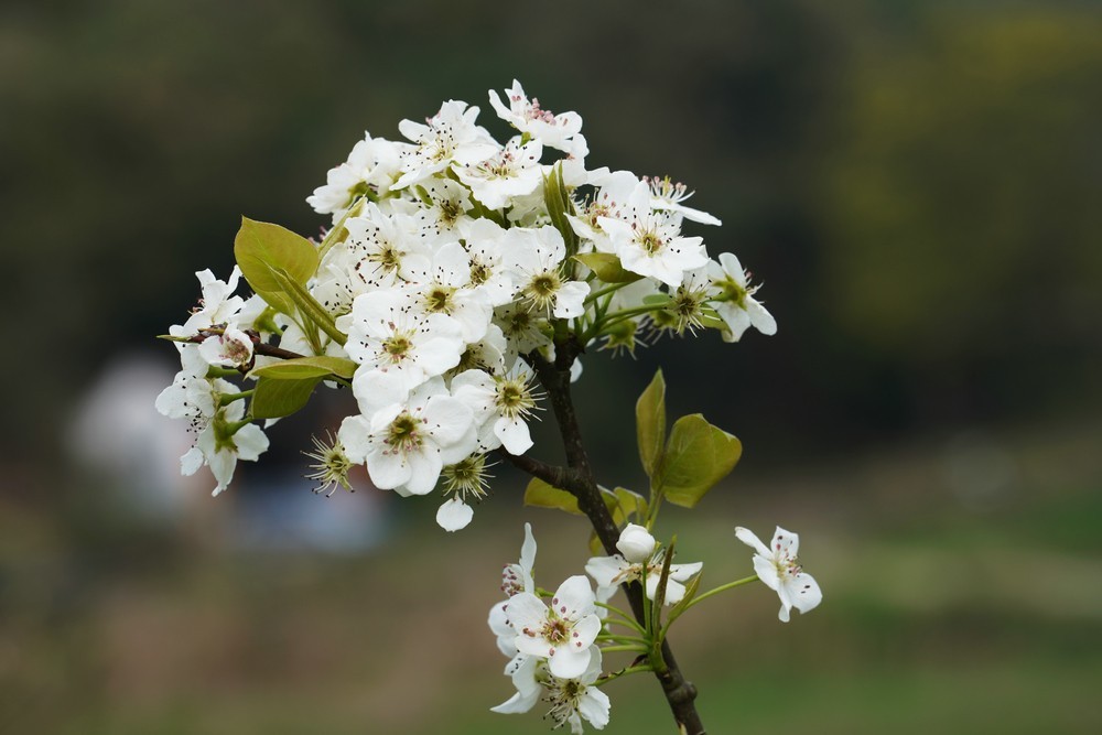 梨花