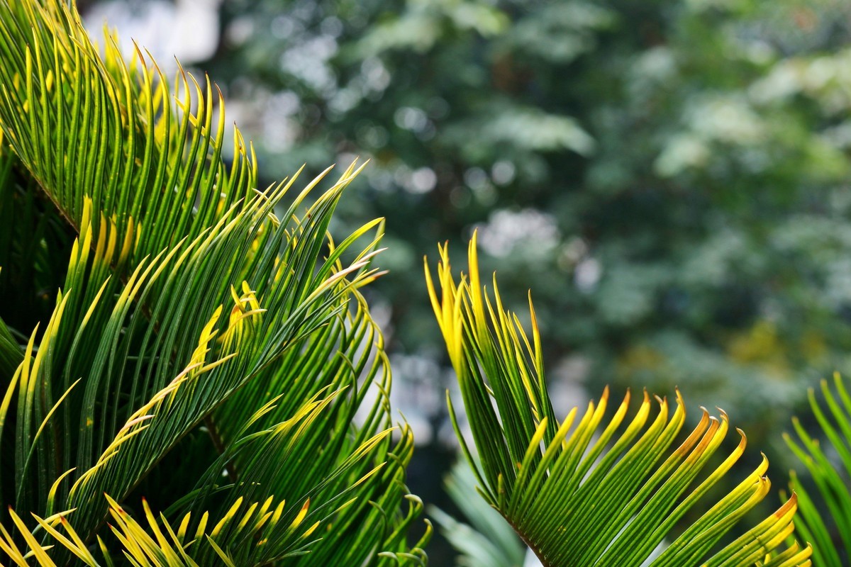笔尖扫尽痴云，歌声唤醒芳春。花担安排酒樽。