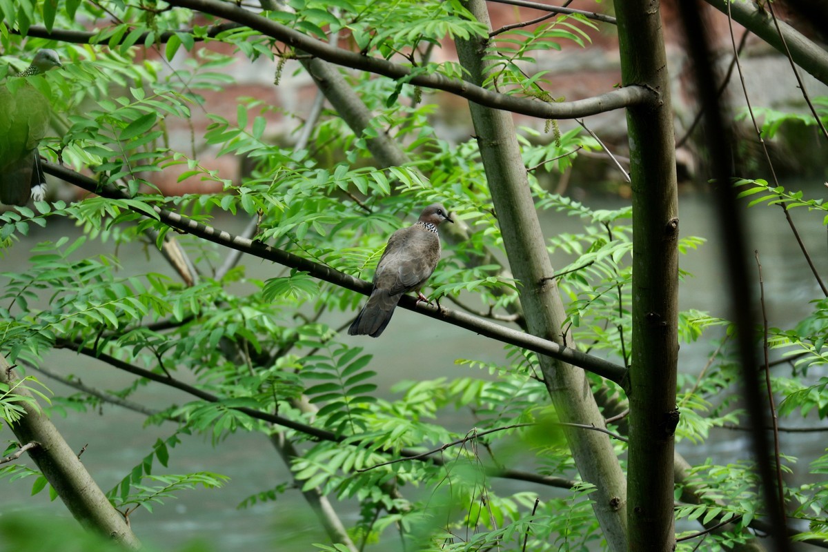 笔尖扫尽痴云，歌声唤醒芳春。花担安排酒樽。