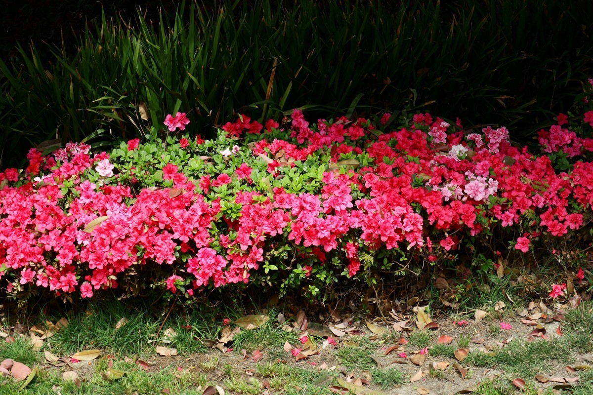 笔尖扫尽痴云，歌声唤醒芳春。花担安排酒樽。