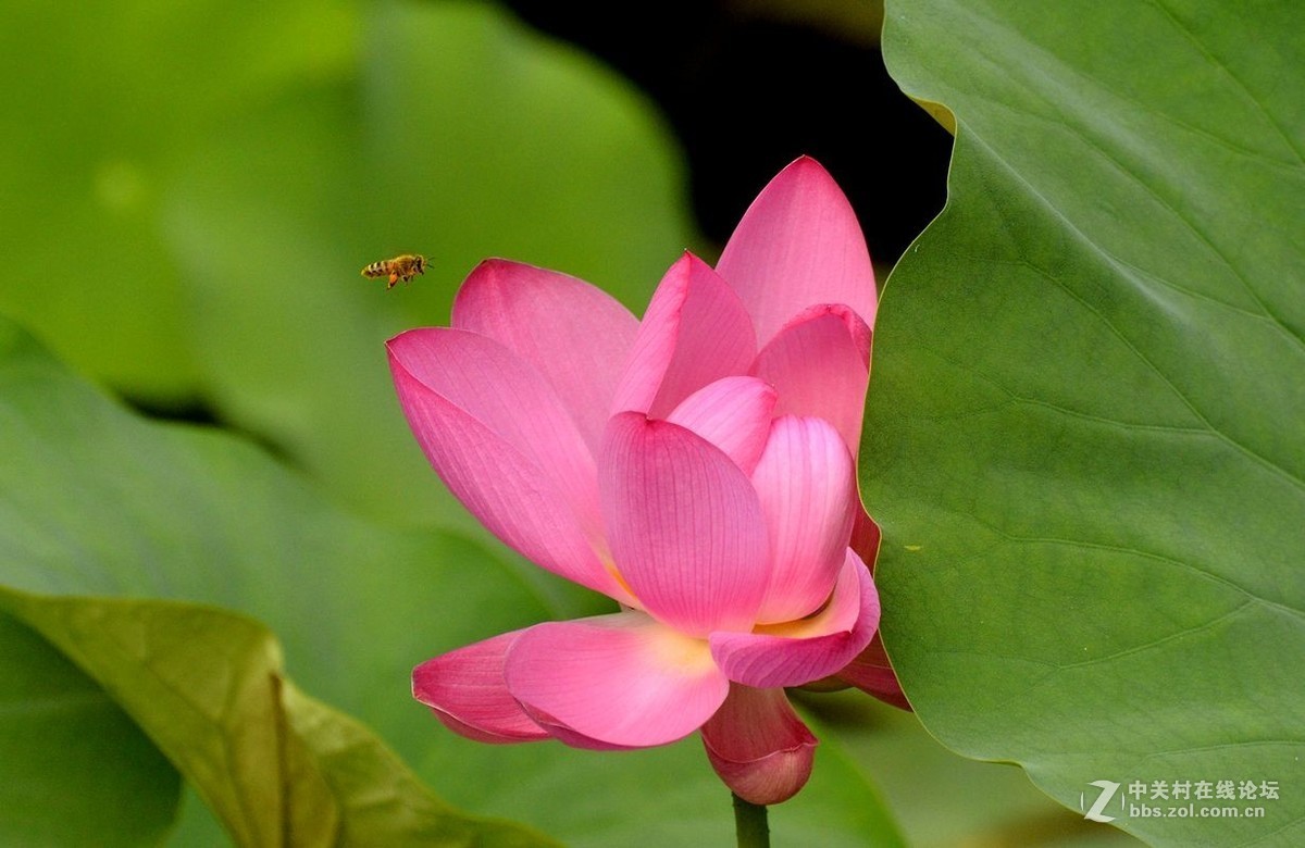 蜂荷