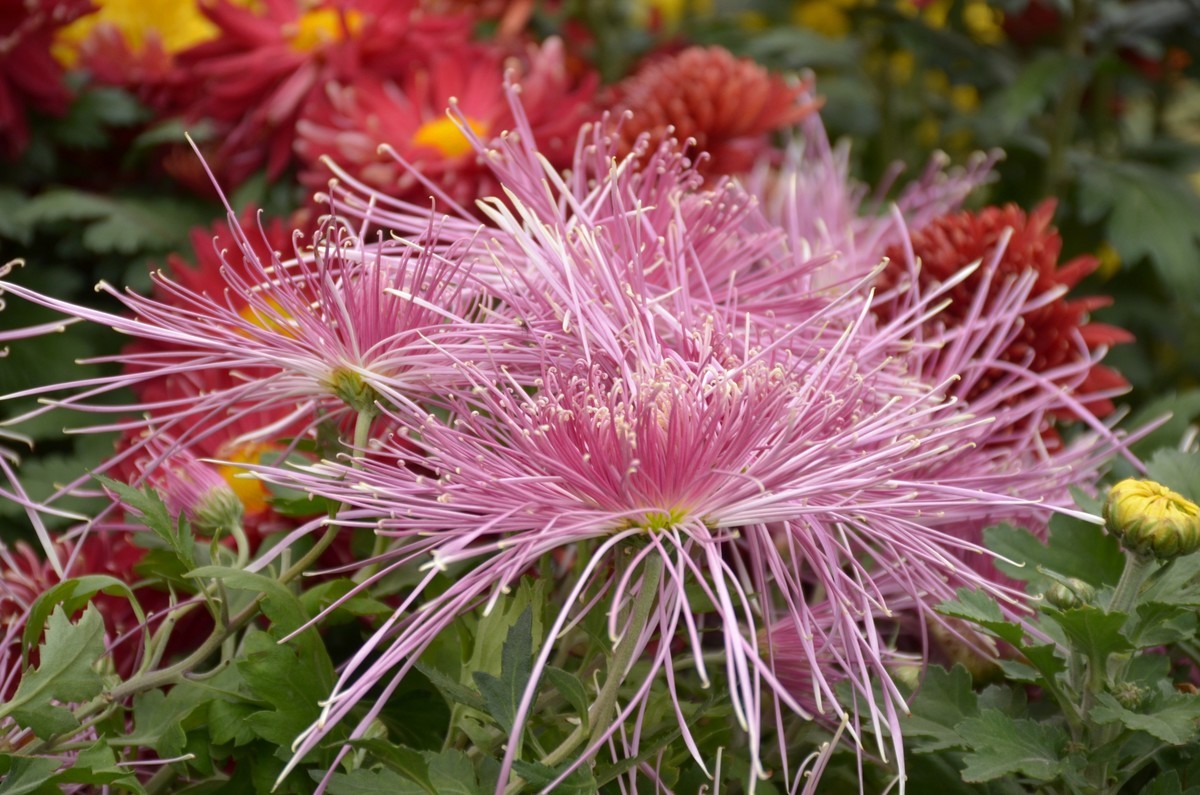 菊花