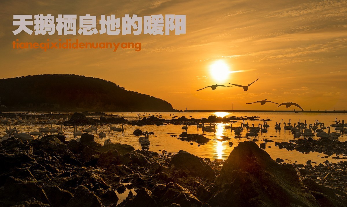 天鹅栖息地的暖阳
