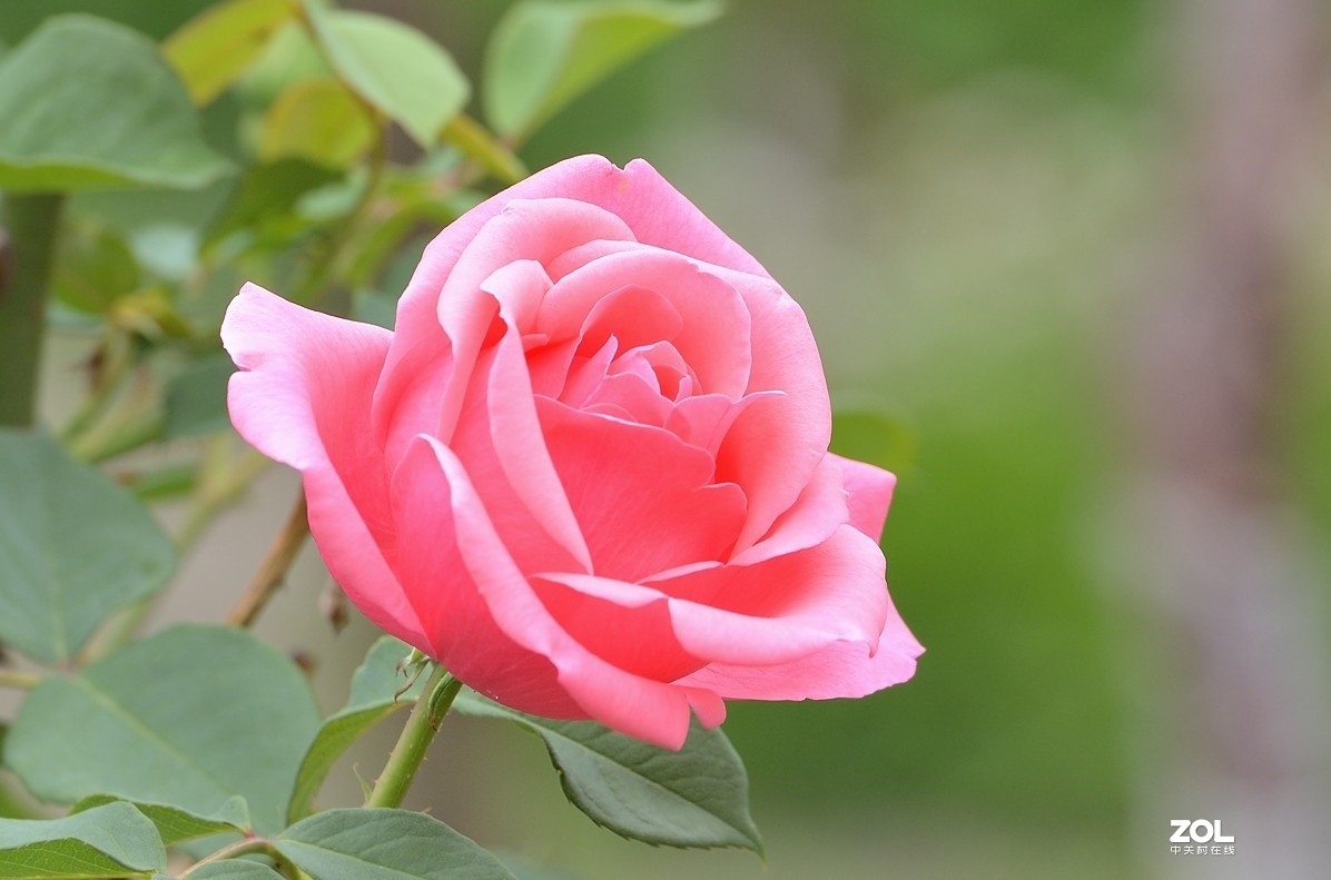 各种颜色的月季花