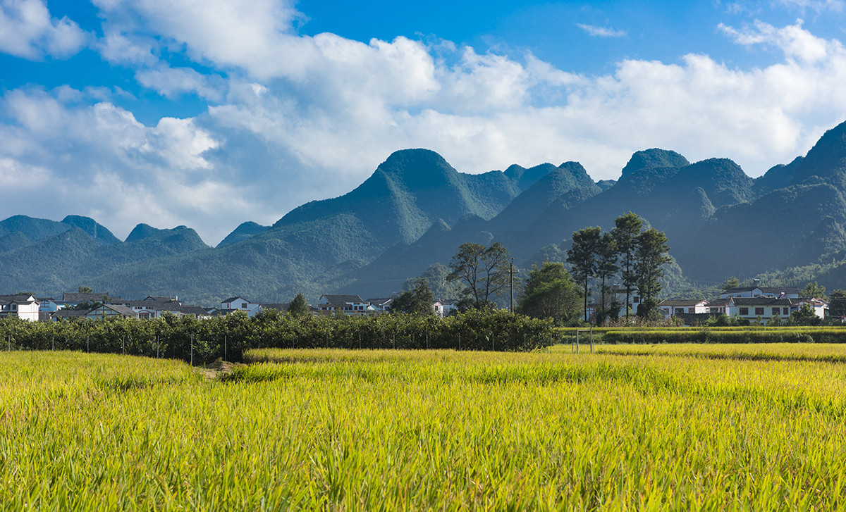 金州【万峰林】秋收的时候