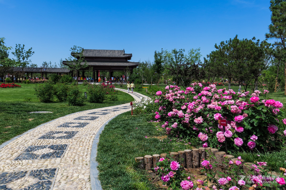 月季洲际大会公园景色