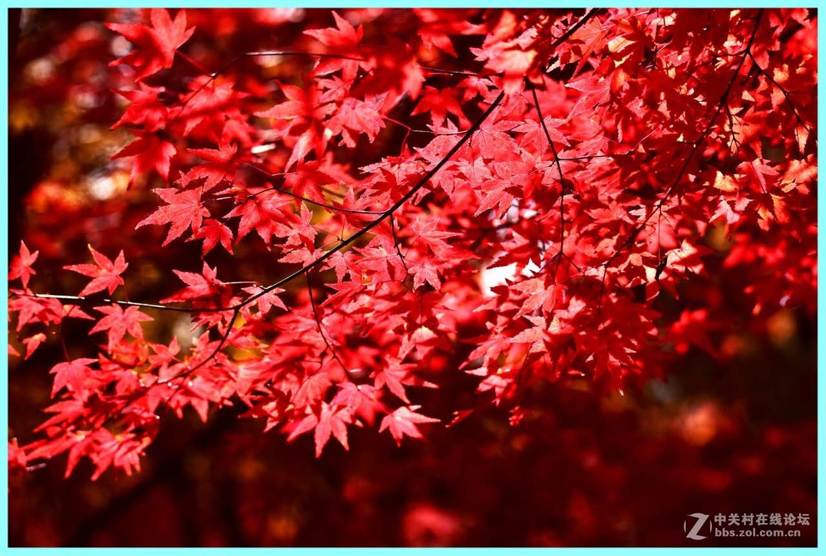 霜叶红于二月花-中关村在线摄影论坛