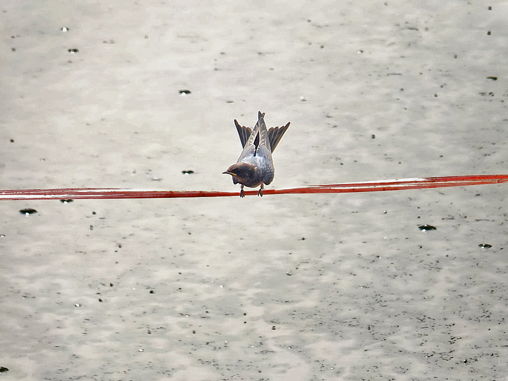 逆光拍小燕子(二)