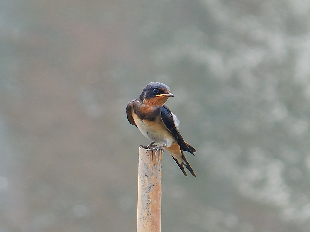 逆光拍小燕子(二)