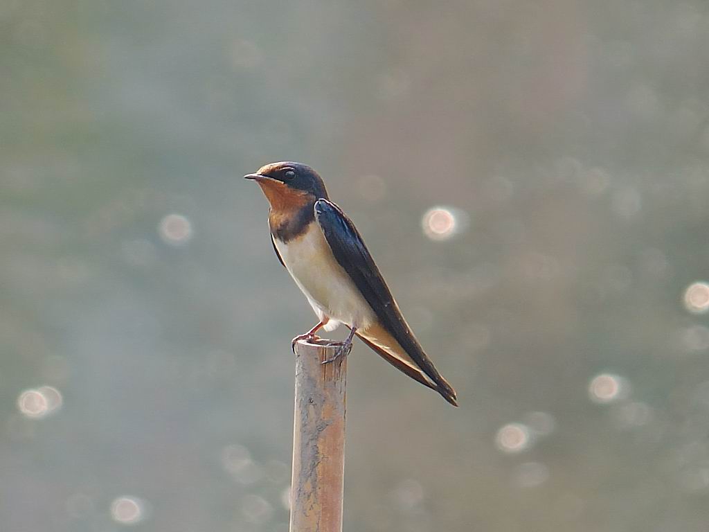 逆光拍小燕子(二)
