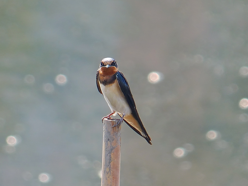 逆光拍小燕子(二)