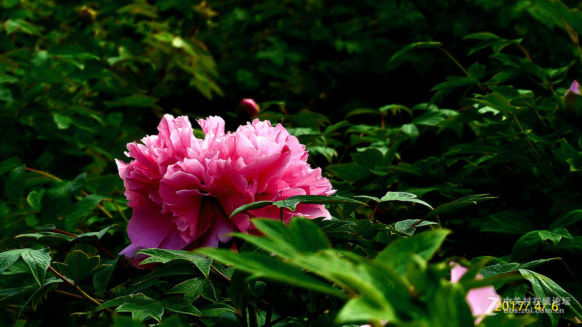 2017第九花【花魁牡丹】一